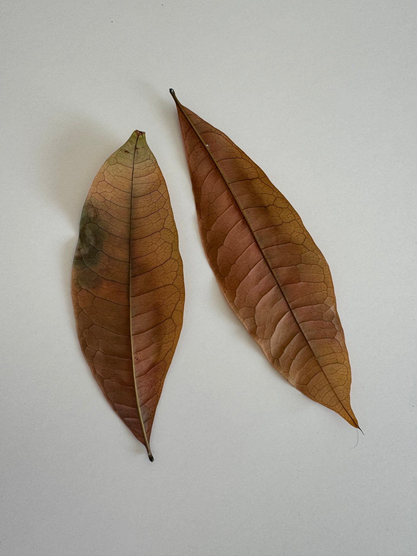 Tree leaf of the Holy Living Sahaba tree of the Prophet ﷺ