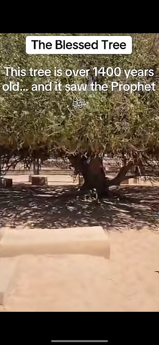 Tree leaf of the Holy Living Sahaba tree of the Prophet ﷺ