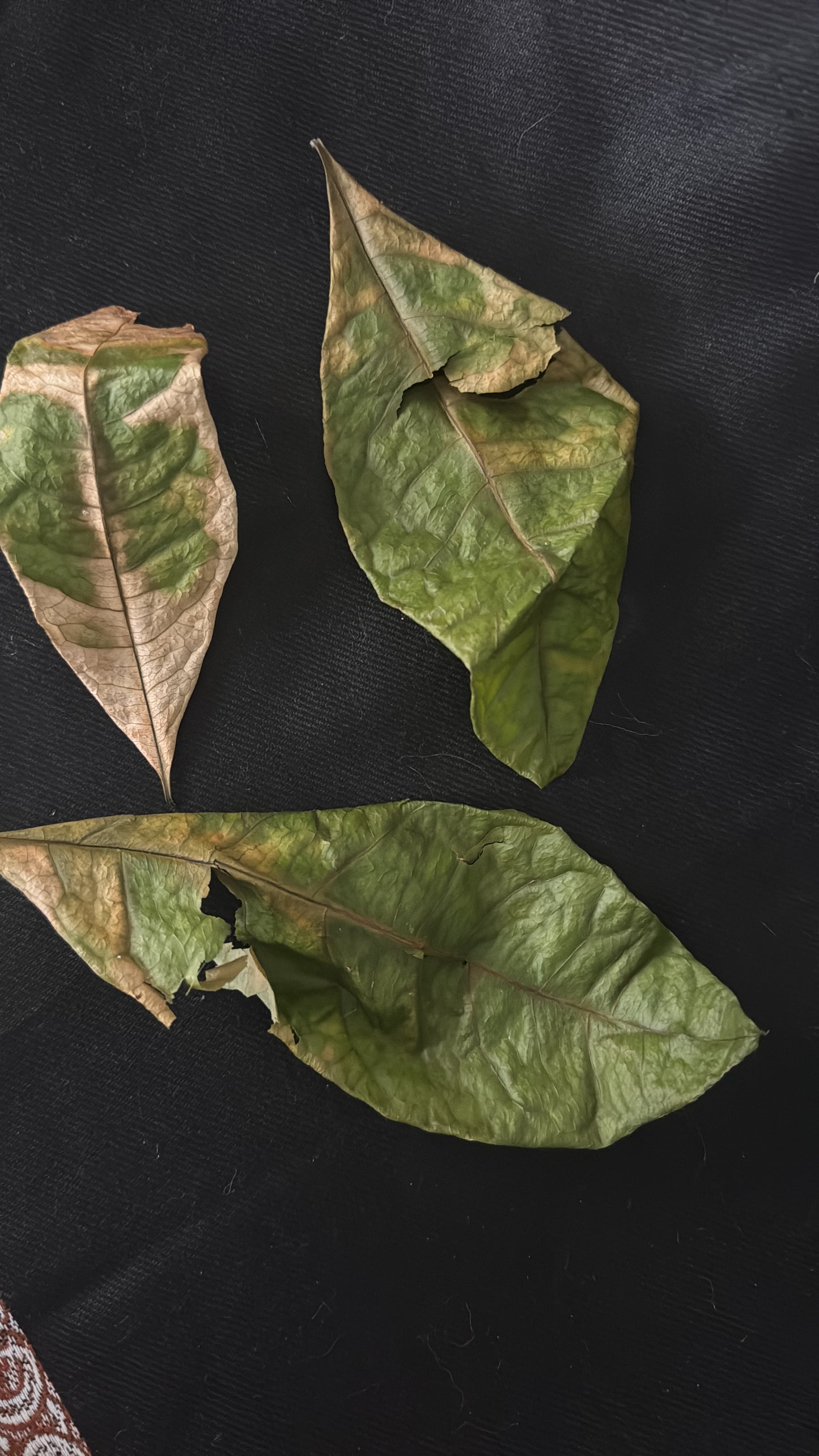 Tree leaf of the Holy Living Sahaba tree of the Prophet ‎ﷺ